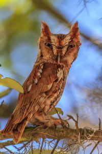 Robert Strickland, The Owl Pages