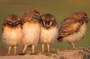 Laura C. Williams, The Owl Pages