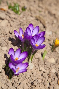 First spring flowers: violet crocuses growing after melting the snow