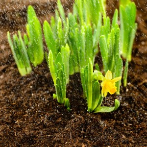 Seedling of narcissus spring flowers growing from ground