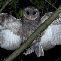 greater_sooty_owl_richard_jackson-6_thumb