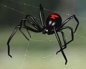 Black widow spider perched upon a dew sodden web