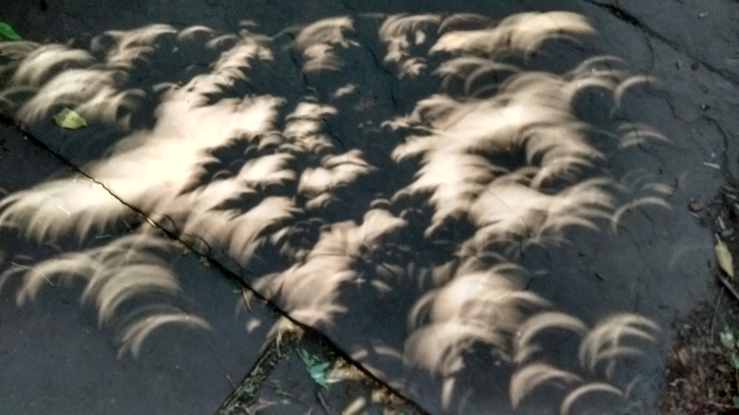 IMG_20170821_114932467_HDR