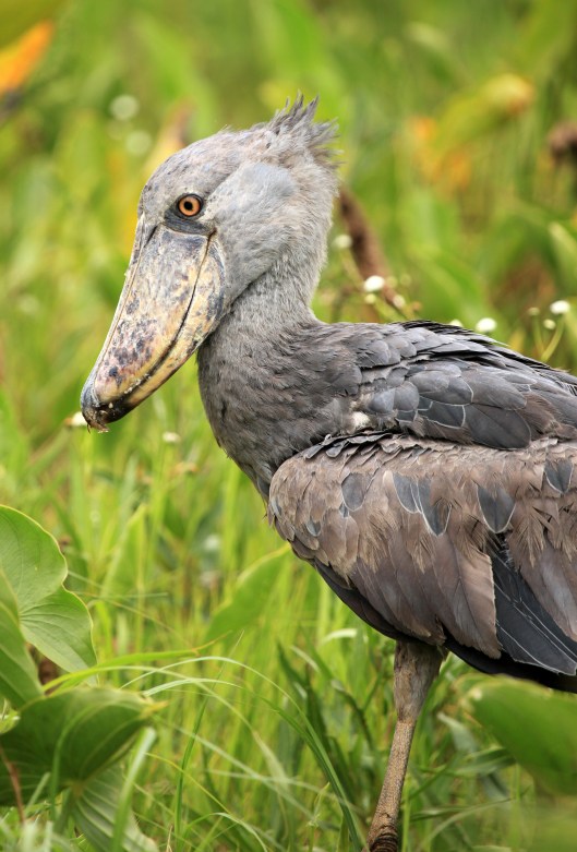 Shoebill in the Wild - Uganda, Africa